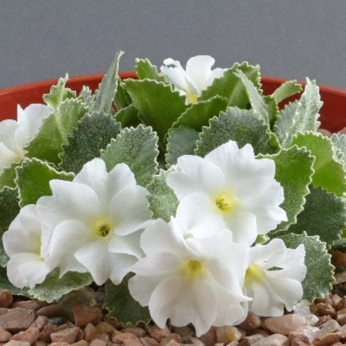 Primula marginata 'Alba' - Äärispriimula 'Alba' P9/0,55L